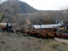 USA-Wyoming-Two Creek Ranch Cattle Drive